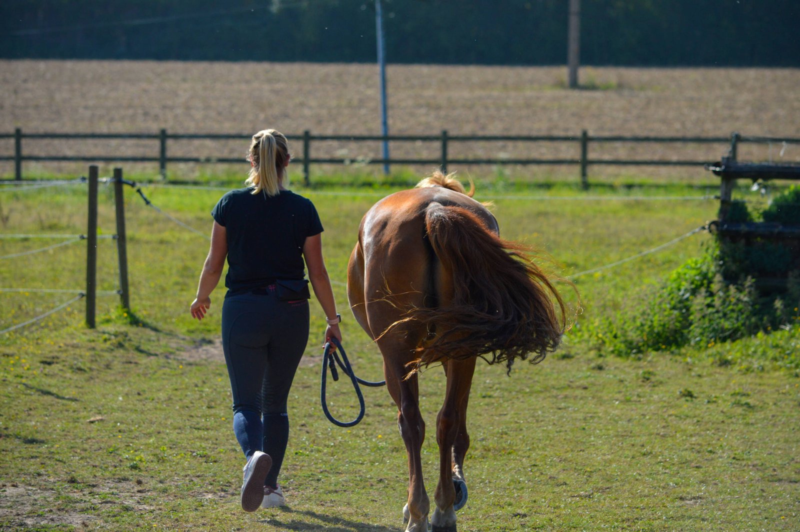 Pension Chevaux Pension Chevaux